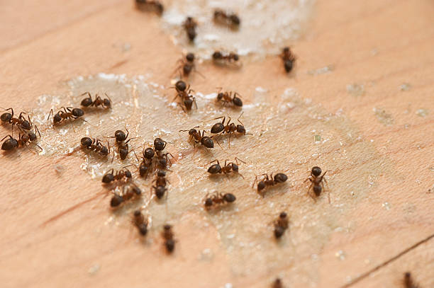 Best Exterminator Services  in Oglala, SD